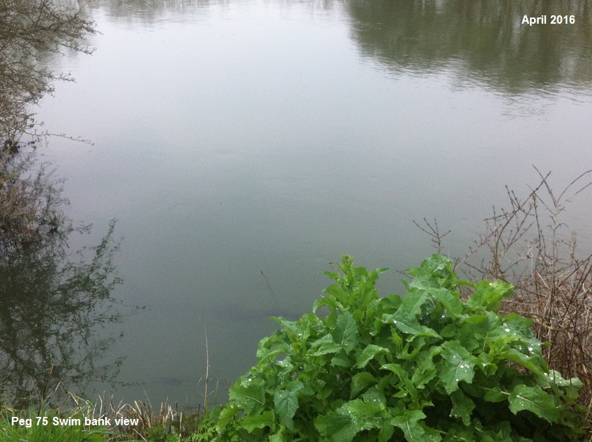 BANK SWIM VIEW
